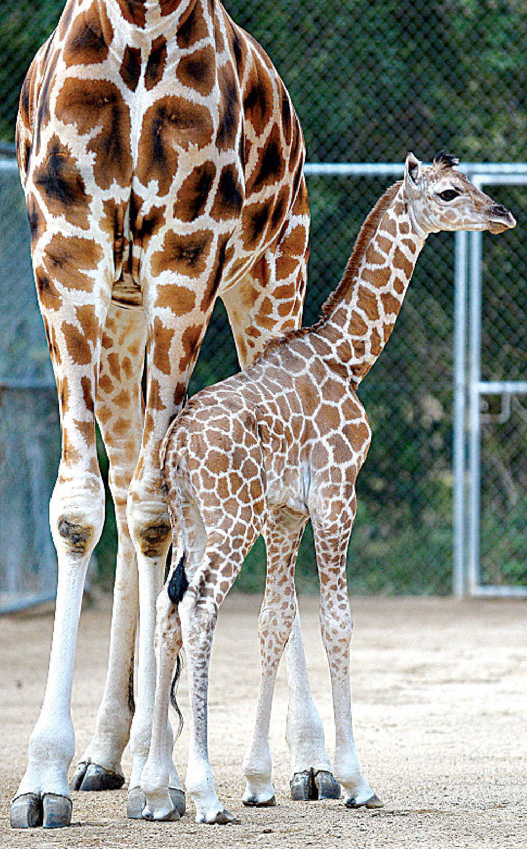 WOBBLY STEPS: The newest addition to the Australia Zoo family finds her feet. WOBBLY STEPS: The newest addition to the Australia Zoo family finds her feet.